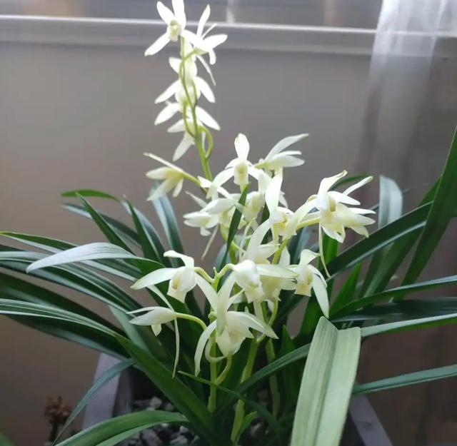 今年有花花卡吗花花翡翠知识点-第29张图片-翡翠网 今年有花花卡吗花花翡翠知识点-第29张图片-翡翠网