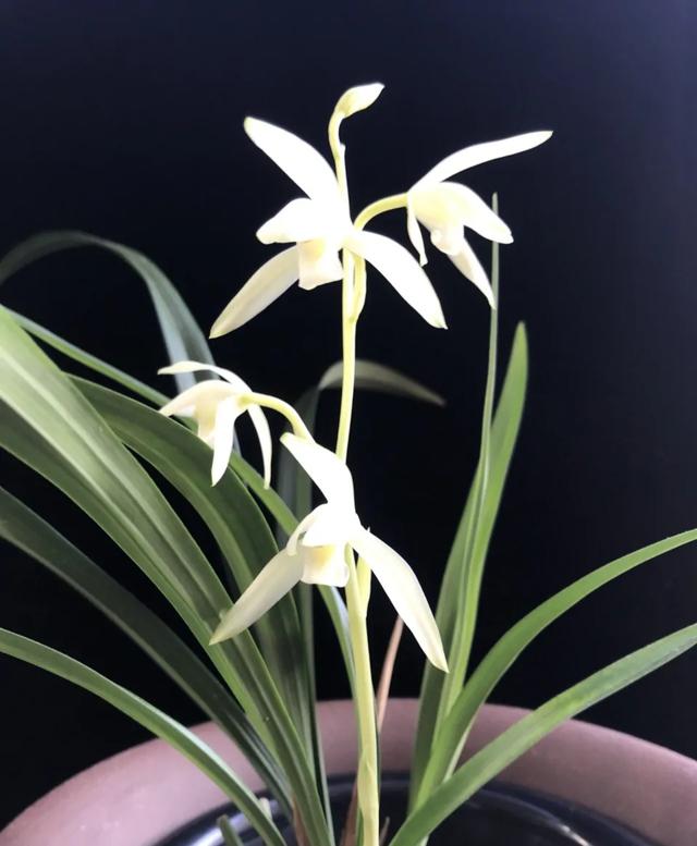 今年有花花卡吗花花翡翠知识点-第30张图片-翡翠网 今年有花花卡吗花花翡翠知识点-第30张图片-翡翠网