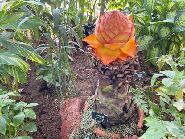 云南翡翠馆的价格合理,云南名医馆收费怎么样-第4张图片-翡翠网 云南翡翠馆的价格合理,云南名医馆收费怎么样-第4张图片-翡翠网