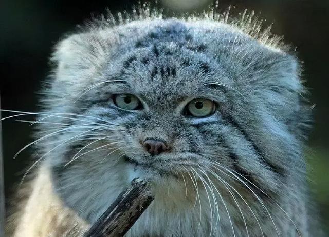 冰飘花翡翠手镯有皮裂值多少钱翡翠手镯带有皮裂-第1张图片-翡翠网 冰飘花翡翠手镯有皮裂值多少钱翡翠手镯带有皮裂-第1张图片-翡翠网