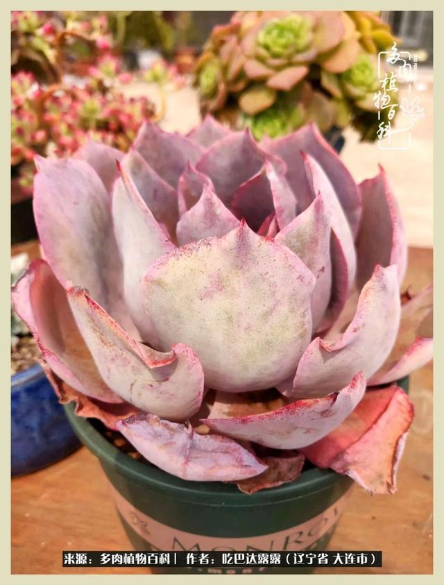 翡翠木那原石枯癣翡翠枯绝价格表-第5张图片-翡翠网 翡翠木那原石枯癣翡翠枯绝价格表-第5张图片-翡翠网