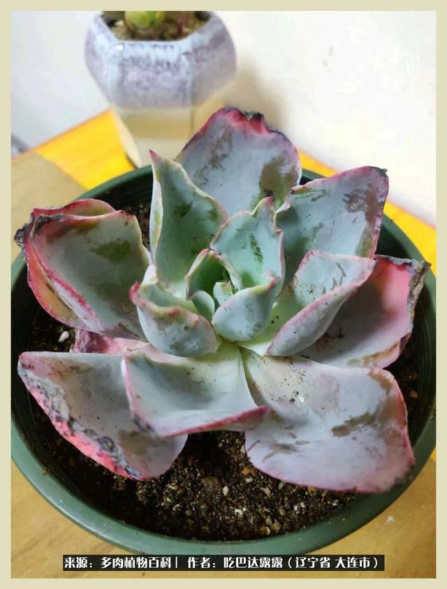 翡翠木那原石枯癣翡翠枯绝价格表-第6张图片-翡翠网 翡翠木那原石枯癣翡翠枯绝价格表-第6张图片-翡翠网