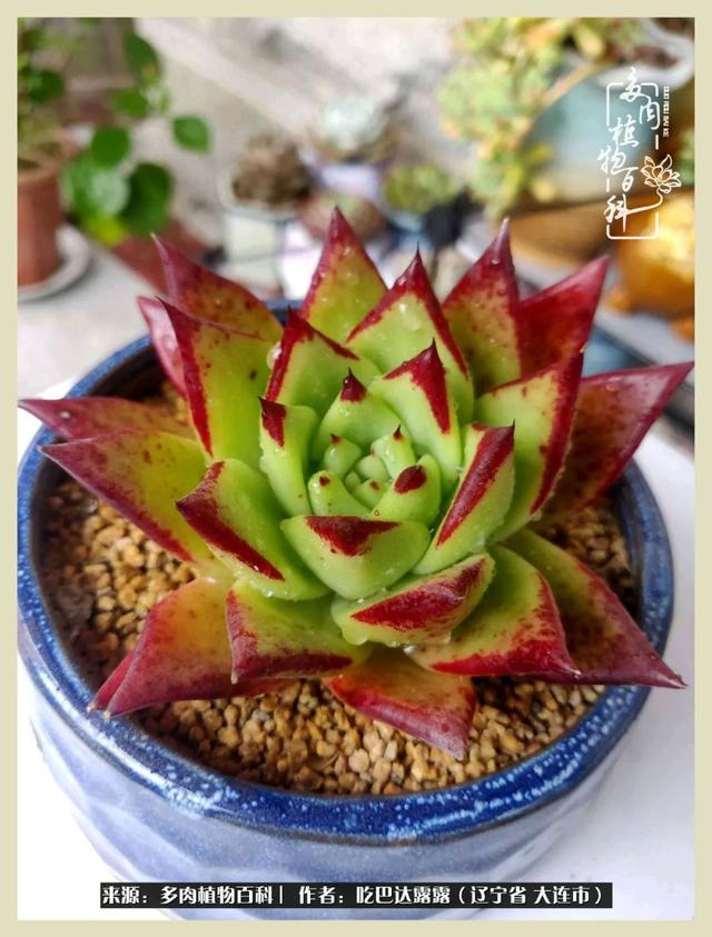 翡翠木那原石枯癣翡翠枯绝价格表-第7张图片-翡翠网 翡翠木那原石枯癣翡翠枯绝价格表-第7张图片-翡翠网