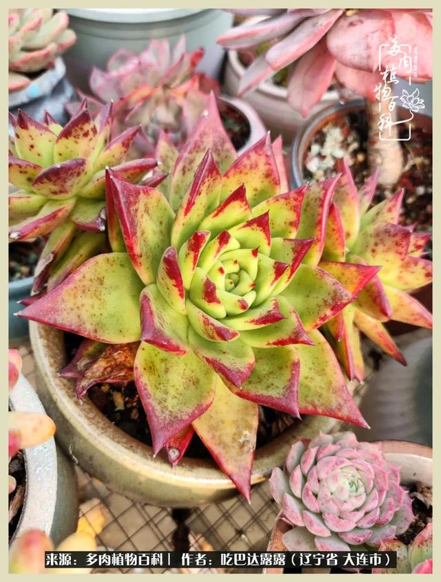 翡翠木那原石枯癣翡翠枯绝价格表-第8张图片-翡翠网 翡翠木那原石枯癣翡翠枯绝价格表-第8张图片-翡翠网