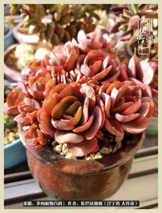 翡翠木那原石枯癣翡翠枯绝价格表-第9张图片-翡翠网 翡翠木那原石枯癣翡翠枯绝价格表-第9张图片-翡翠网