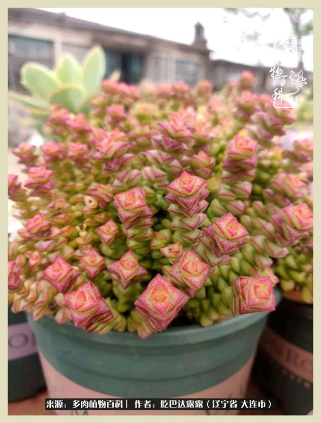 翡翠木那原石枯癣翡翠枯绝价格表-第10张图片-翡翠网 翡翠木那原石枯癣翡翠枯绝价格表-第10张图片-翡翠网