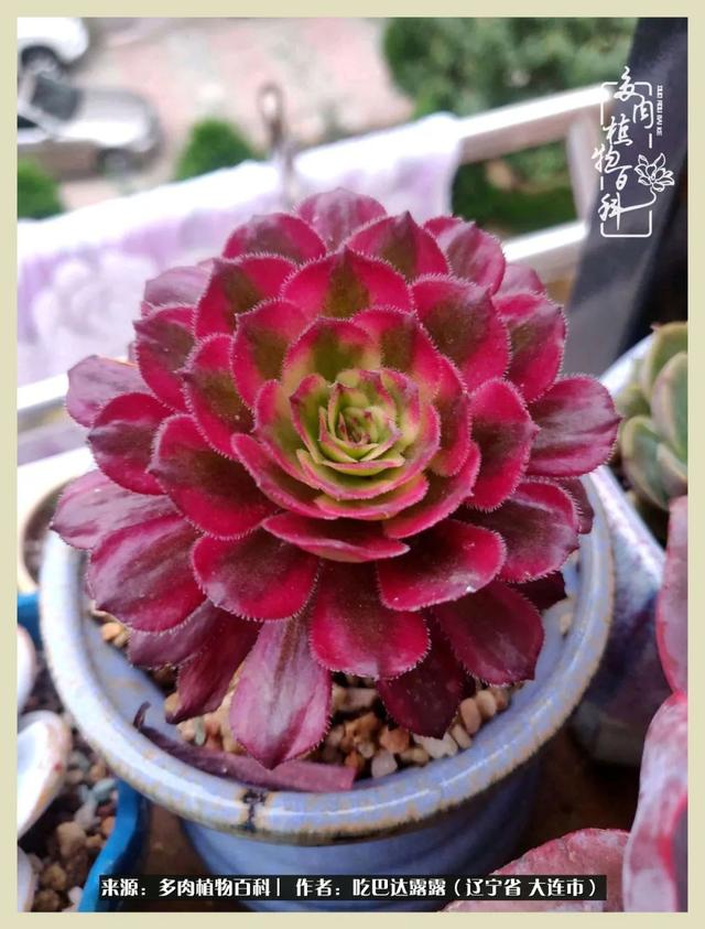 翡翠木那原石枯癣翡翠枯绝价格表-第11张图片-翡翠网 翡翠木那原石枯癣翡翠枯绝价格表-第11张图片-翡翠网