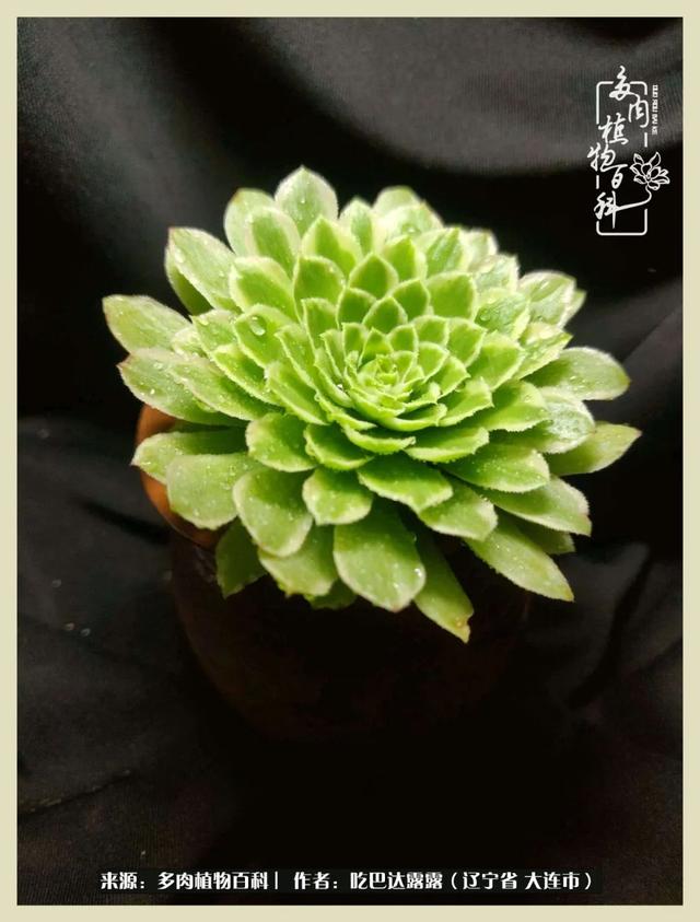 翡翠木那原石枯癣翡翠枯绝价格表-第12张图片-翡翠网 翡翠木那原石枯癣翡翠枯绝价格表-第12张图片-翡翠网