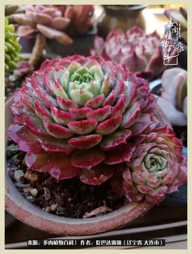 翡翠木那原石枯癣翡翠枯绝价格表-第13张图片-翡翠网 翡翠木那原石枯癣翡翠枯绝价格表-第13张图片-翡翠网