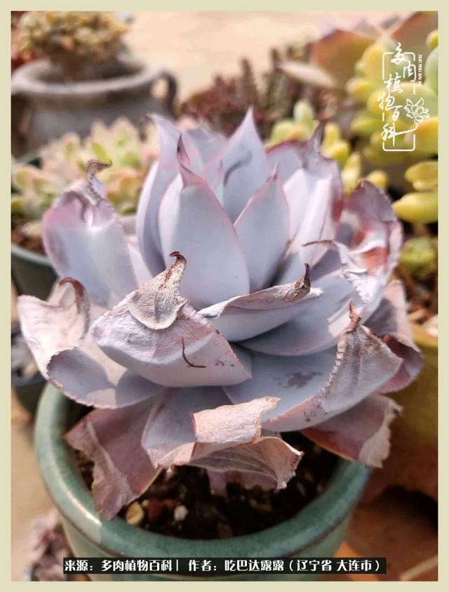 翡翠木那原石枯癣翡翠枯绝价格表-第14张图片-翡翠网 翡翠木那原石枯癣翡翠枯绝价格表-第14张图片-翡翠网