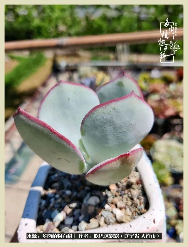 翡翠木那原石枯癣翡翠枯绝价格表-第15张图片-翡翠网 翡翠木那原石枯癣翡翠枯绝价格表-第15张图片-翡翠网