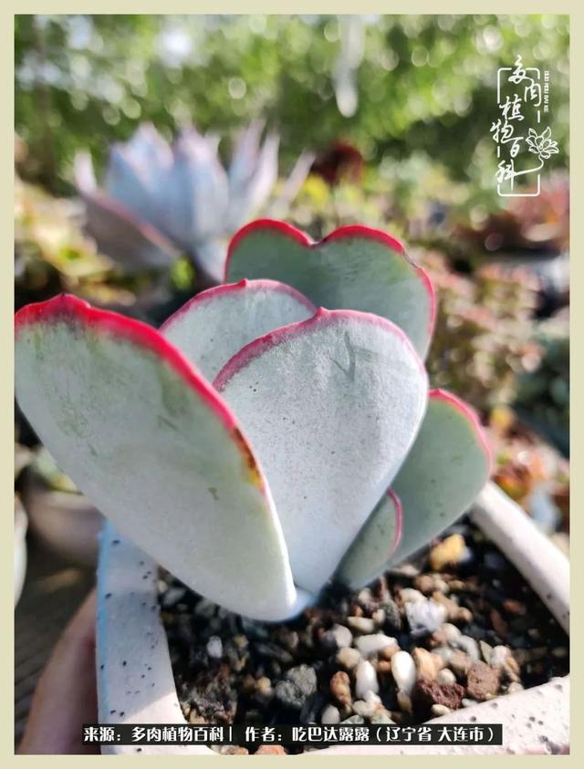 翡翠木那原石枯癣翡翠枯绝价格表-第16张图片-翡翠网 翡翠木那原石枯癣翡翠枯绝价格表-第16张图片-翡翠网