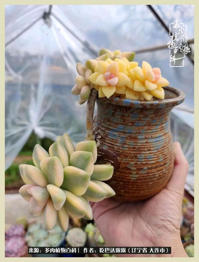 翡翠木那原石枯癣翡翠枯绝价格表-第17张图片-翡翠网 翡翠木那原石枯癣翡翠枯绝价格表-第17张图片-翡翠网