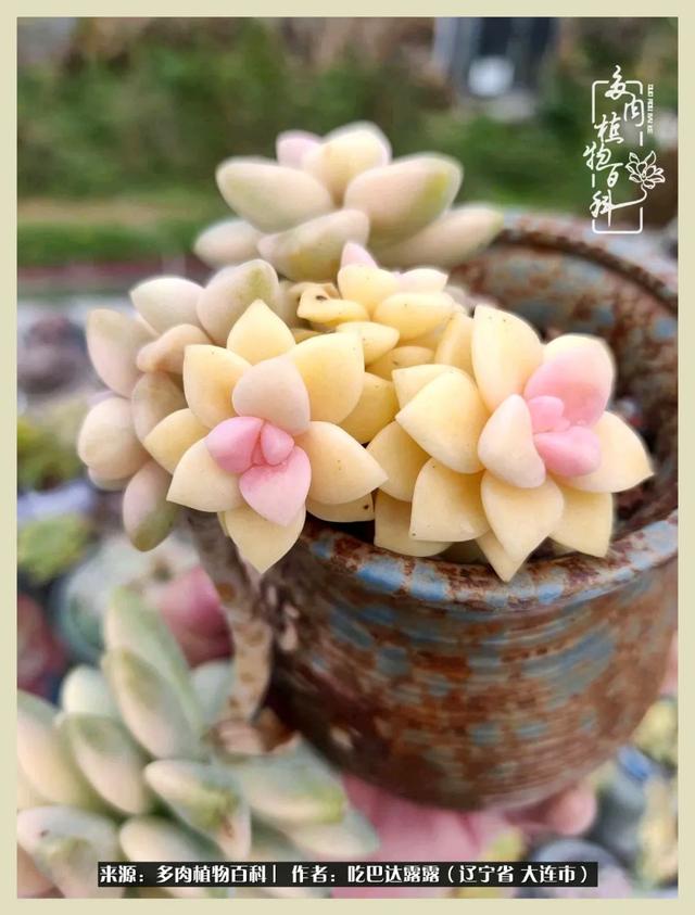 翡翠木那原石枯癣翡翠枯绝价格表-第18张图片-翡翠网 翡翠木那原石枯癣翡翠枯绝价格表-第18张图片-翡翠网