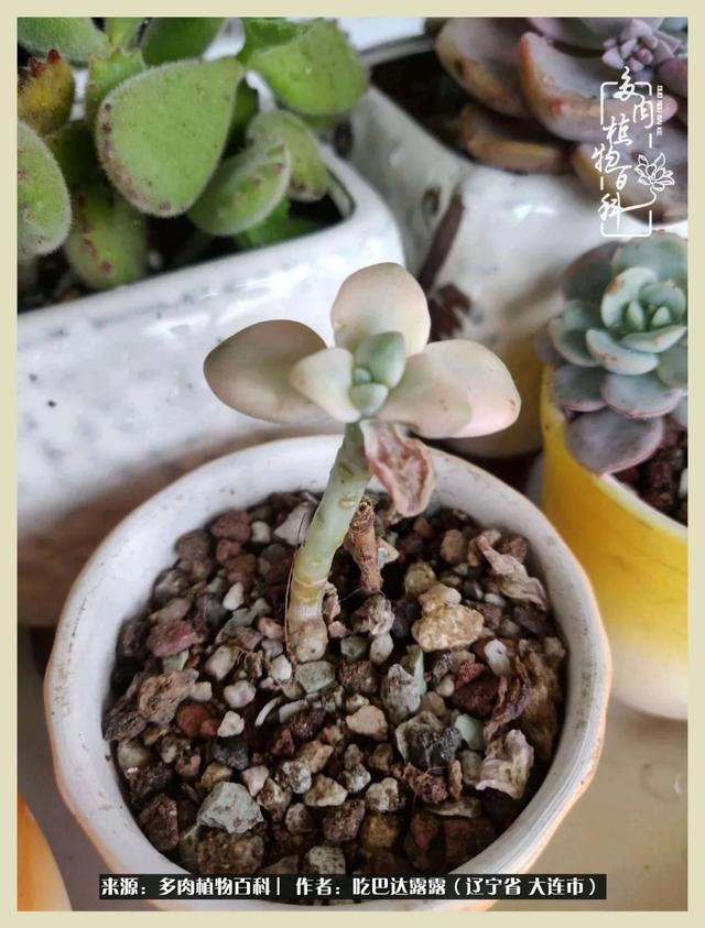 翡翠木那原石枯癣翡翠枯绝价格表-第19张图片-翡翠网 翡翠木那原石枯癣翡翠枯绝价格表-第19张图片-翡翠网