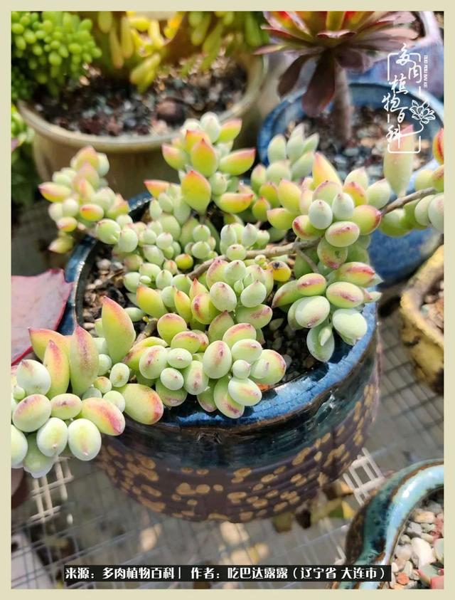 翡翠木那原石枯癣翡翠枯绝价格表-第20张图片-翡翠网 翡翠木那原石枯癣翡翠枯绝价格表-第20张图片-翡翠网