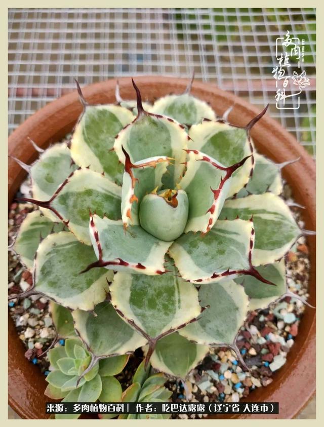 翡翠木那原石枯癣翡翠枯绝价格表-第21张图片-翡翠网 翡翠木那原石枯癣翡翠枯绝价格表-第21张图片-翡翠网