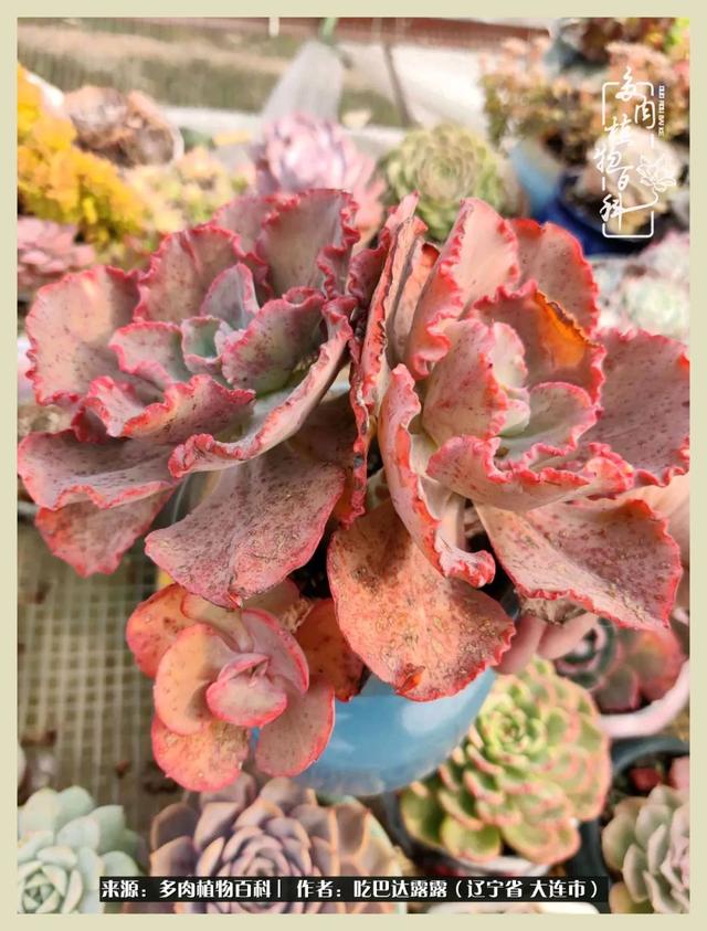 翡翠木那原石枯癣翡翠枯绝价格表-第22张图片-翡翠网 翡翠木那原石枯癣翡翠枯绝价格表-第22张图片-翡翠网