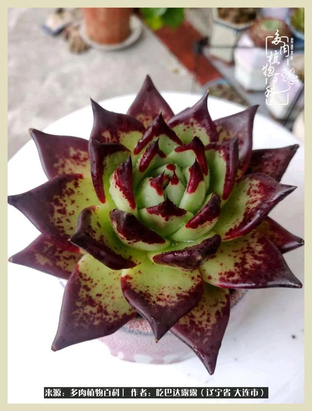 翡翠木那原石枯癣翡翠枯绝价格表-第23张图片-翡翠网 翡翠木那原石枯癣翡翠枯绝价格表-第23张图片-翡翠网