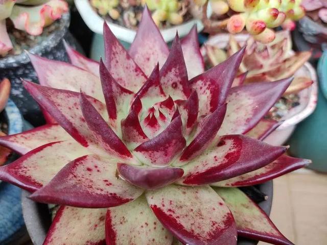 翡翠木那原石枯癣翡翠枯绝价格表-第24张图片-翡翠网 翡翠木那原石枯癣翡翠枯绝价格表-第24张图片-翡翠网