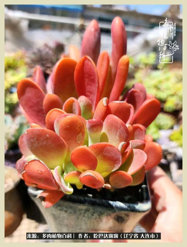 翡翠木那原石枯癣翡翠枯绝价格表-第25张图片-翡翠网 翡翠木那原石枯癣翡翠枯绝价格表-第25张图片-翡翠网