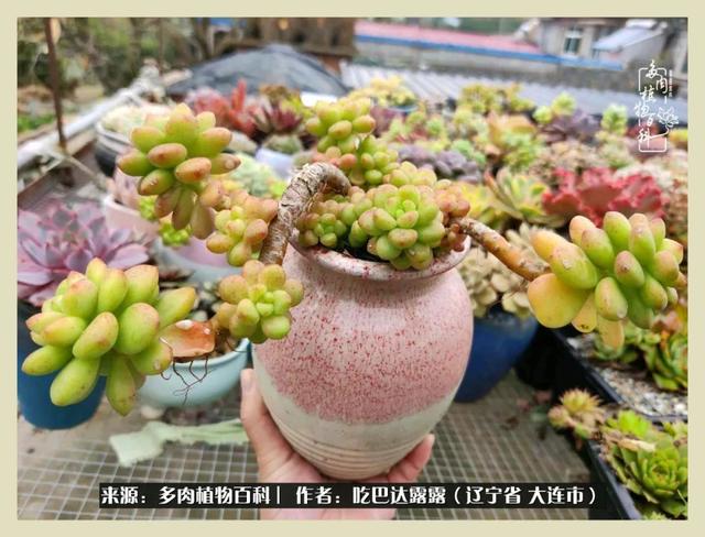 翡翠木那原石枯癣翡翠枯绝价格表-第26张图片-翡翠网 翡翠木那原石枯癣翡翠枯绝价格表-第26张图片-翡翠网