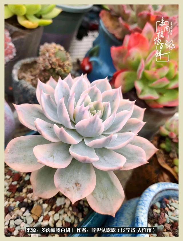 翡翠木那原石枯癣翡翠枯绝价格表-第27张图片-翡翠网 翡翠木那原石枯癣翡翠枯绝价格表-第27张图片-翡翠网