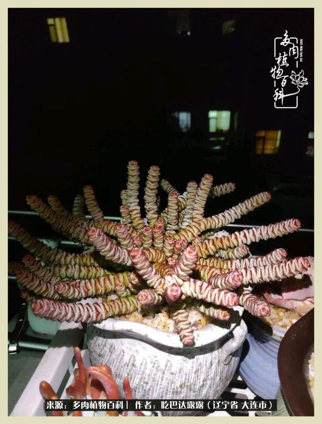 翡翠木那原石枯癣翡翠枯绝价格表-第28张图片-翡翠网 翡翠木那原石枯癣翡翠枯绝价格表-第28张图片-翡翠网