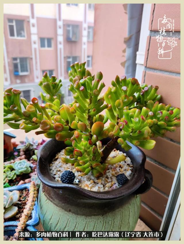 翡翠木那原石枯癣翡翠枯绝价格表-第29张图片-翡翠网 翡翠木那原石枯癣翡翠枯绝价格表-第29张图片-翡翠网