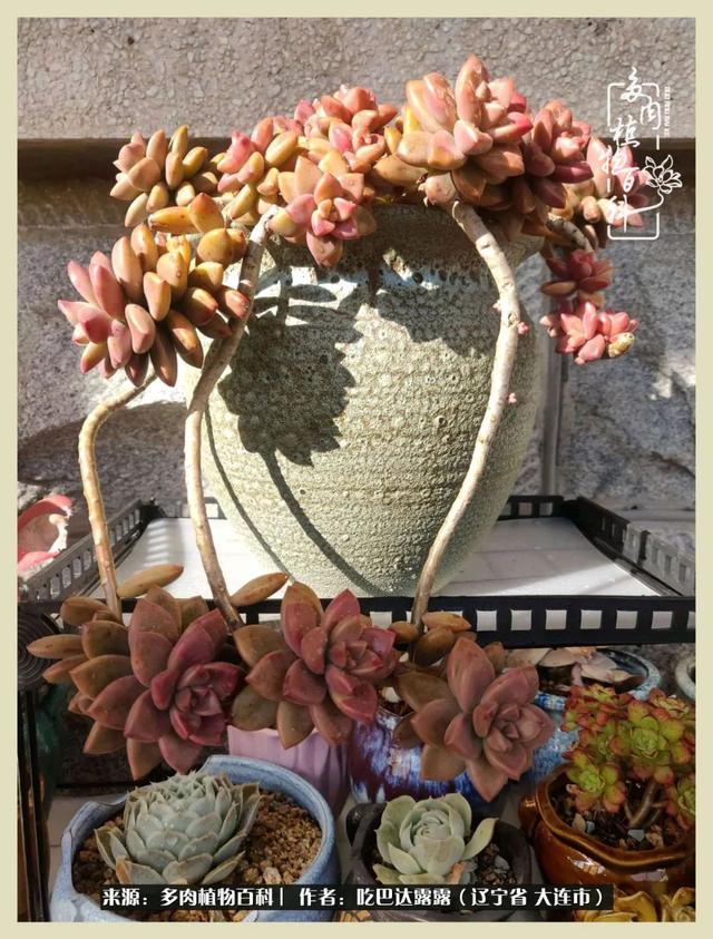 翡翠木那原石枯癣翡翠枯绝价格表-第30张图片-翡翠网 翡翠木那原石枯癣翡翠枯绝价格表-第30张图片-翡翠网