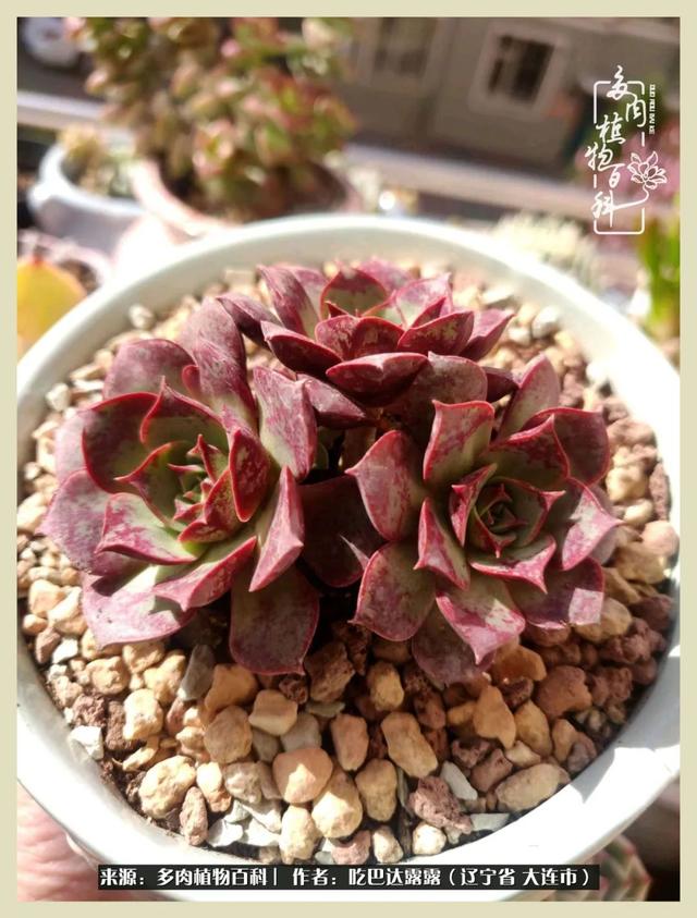 翡翠木那原石枯癣翡翠枯绝价格表-第31张图片-翡翠网 翡翠木那原石枯癣翡翠枯绝价格表-第31张图片-翡翠网