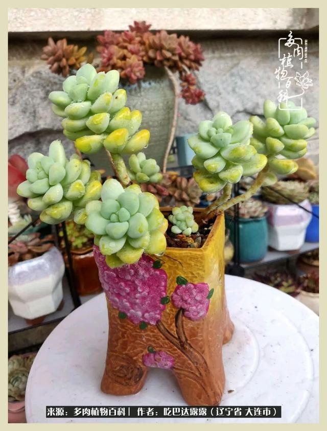 翡翠木那原石枯癣翡翠枯绝价格表-第32张图片-翡翠网 翡翠木那原石枯癣翡翠枯绝价格表-第32张图片-翡翠网