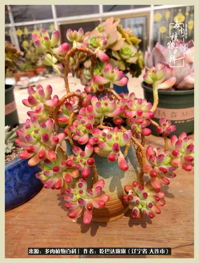 翡翠木那原石枯癣翡翠枯绝价格表-第33张图片-翡翠网 翡翠木那原石枯癣翡翠枯绝价格表-第33张图片-翡翠网