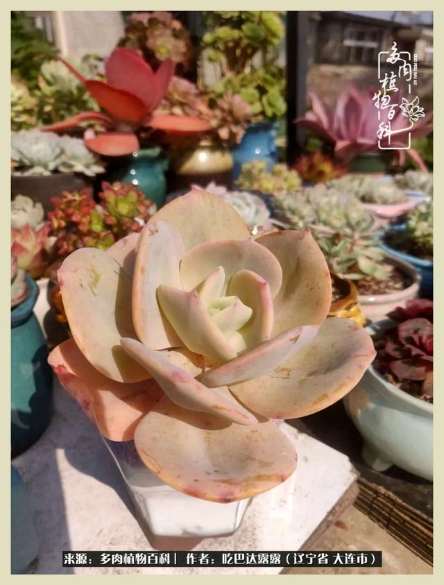 翡翠木那原石枯癣翡翠枯绝价格表-第34张图片-翡翠网 翡翠木那原石枯癣翡翠枯绝价格表-第34张图片-翡翠网