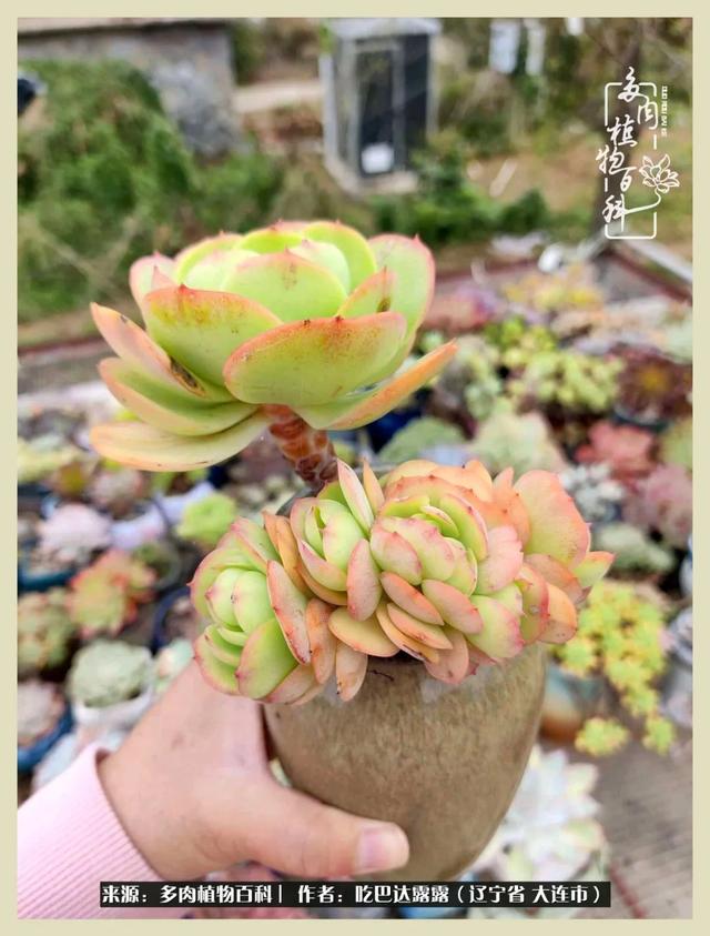 翡翠木那原石枯癣翡翠枯绝价格表-第35张图片-翡翠网 翡翠木那原石枯癣翡翠枯绝价格表-第35张图片-翡翠网