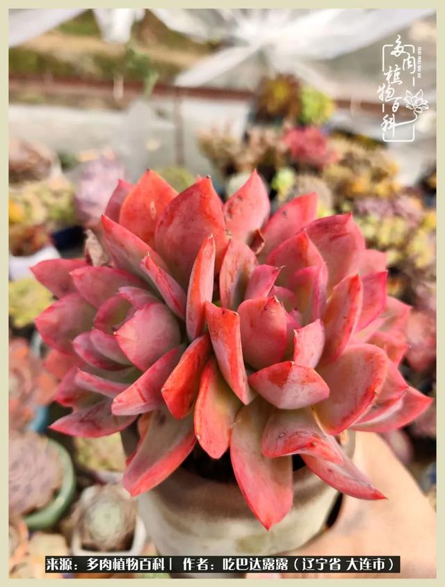 翡翠木那原石枯癣翡翠枯绝价格表-第36张图片-翡翠网 翡翠木那原石枯癣翡翠枯绝价格表-第36张图片-翡翠网