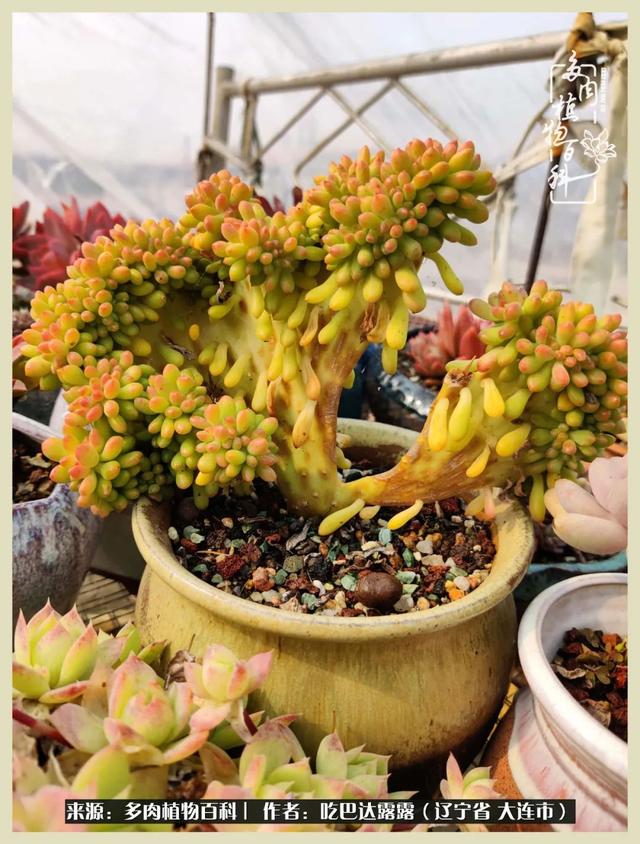 翡翠木那原石枯癣翡翠枯绝价格表-第37张图片-翡翠网 翡翠木那原石枯癣翡翠枯绝价格表-第37张图片-翡翠网