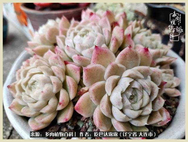 翡翠木那原石枯癣翡翠枯绝价格表-第38张图片-翡翠网 翡翠木那原石枯癣翡翠枯绝价格表-第38张图片-翡翠网