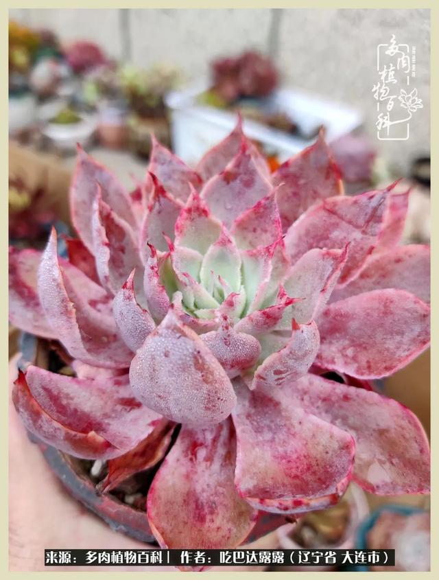 翡翠木那原石枯癣翡翠枯绝价格表-第39张图片-翡翠网 翡翠木那原石枯癣翡翠枯绝价格表-第39张图片-翡翠网