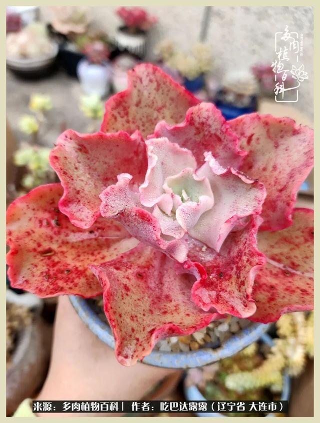 翡翠木那原石枯癣翡翠枯绝价格表-第40张图片-翡翠网 翡翠木那原石枯癣翡翠枯绝价格表-第40张图片-翡翠网