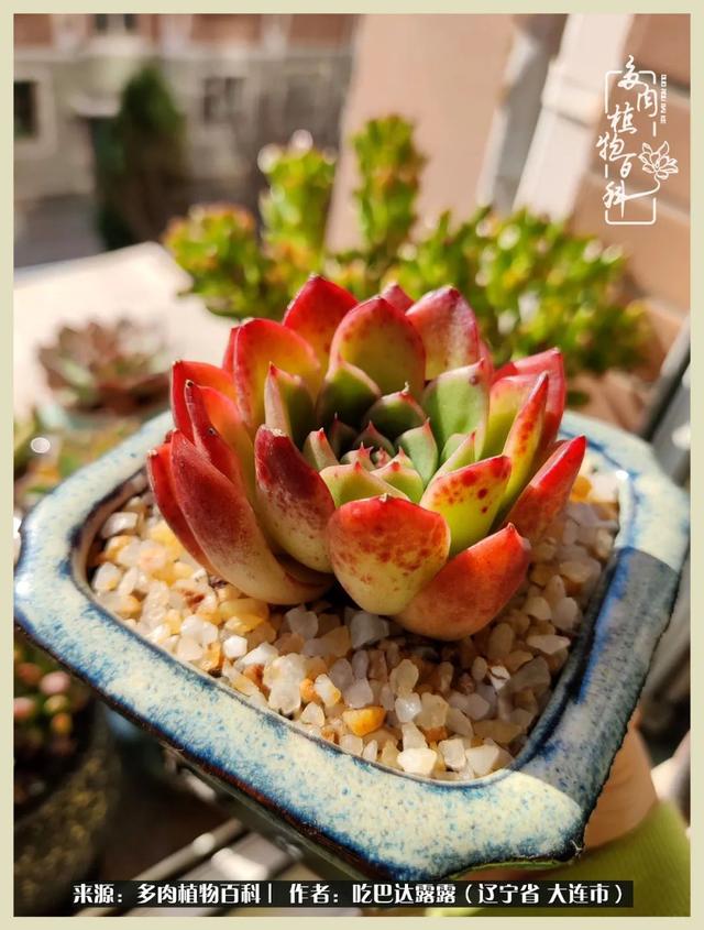 翡翠木那原石枯癣翡翠枯绝价格表-第41张图片-翡翠网 翡翠木那原石枯癣翡翠枯绝价格表-第41张图片-翡翠网