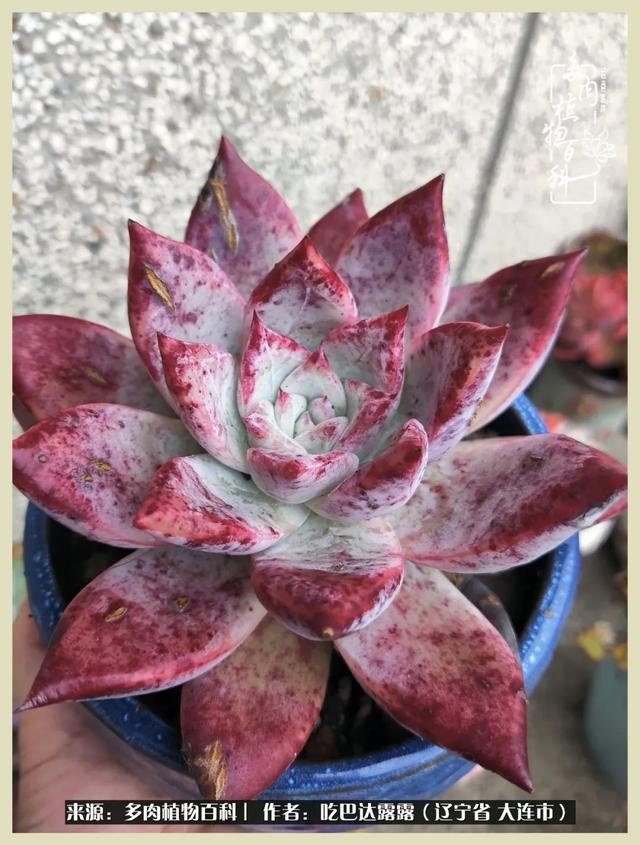 翡翠木那原石枯癣翡翠枯绝价格表-第42张图片-翡翠网 翡翠木那原石枯癣翡翠枯绝价格表-第42张图片-翡翠网