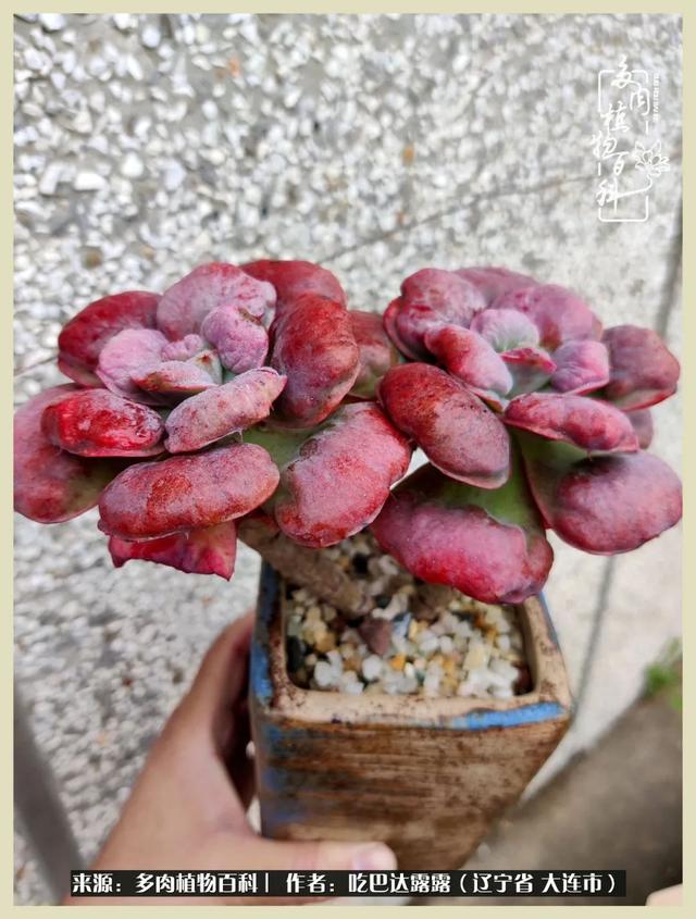 翡翠木那原石枯癣翡翠枯绝价格表-第43张图片-翡翠网 翡翠木那原石枯癣翡翠枯绝价格表-第43张图片-翡翠网