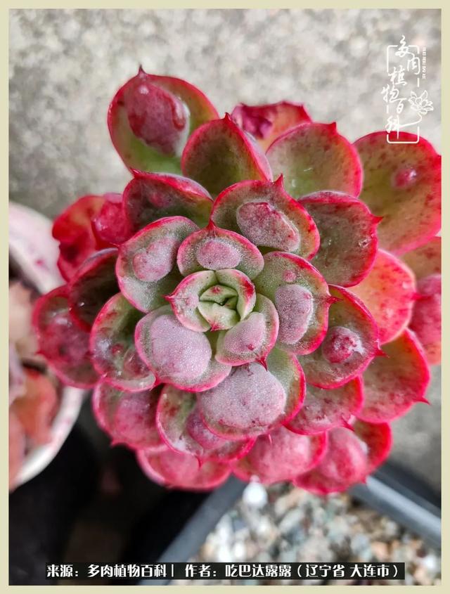 翡翠木那原石枯癣翡翠枯绝价格表-第44张图片-翡翠网 翡翠木那原石枯癣翡翠枯绝价格表-第44张图片-翡翠网