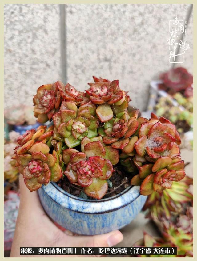 翡翠木那原石枯癣翡翠枯绝价格表-第45张图片-翡翠网 翡翠木那原石枯癣翡翠枯绝价格表-第45张图片-翡翠网