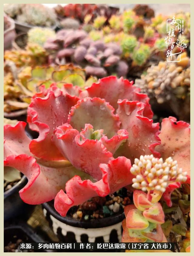 翡翠木那原石枯癣翡翠枯绝价格表-第46张图片-翡翠网 翡翠木那原石枯癣翡翠枯绝价格表-第46张图片-翡翠网