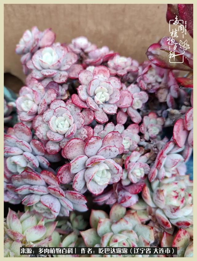 翡翠木那原石枯癣翡翠枯绝价格表-第47张图片-翡翠网 翡翠木那原石枯癣翡翠枯绝价格表-第47张图片-翡翠网