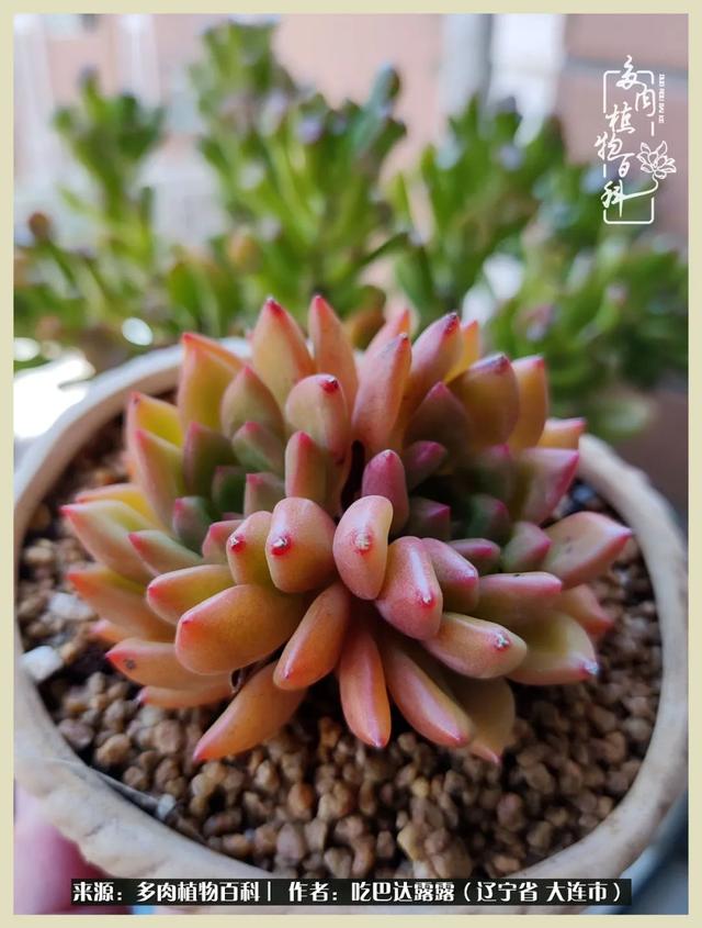 翡翠木那原石枯癣翡翠枯绝价格表-第48张图片-翡翠网 翡翠木那原石枯癣翡翠枯绝价格表-第48张图片-翡翠网