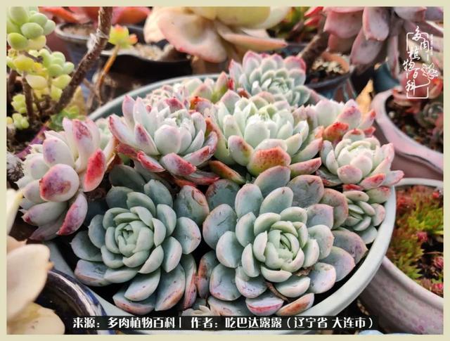 翡翠木那原石枯癣翡翠枯绝价格表-第49张图片-翡翠网 翡翠木那原石枯癣翡翠枯绝价格表-第49张图片-翡翠网