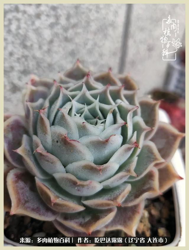 翡翠木那原石枯癣翡翠枯绝价格表-第50张图片-翡翠网 翡翠木那原石枯癣翡翠枯绝价格表-第50张图片-翡翠网